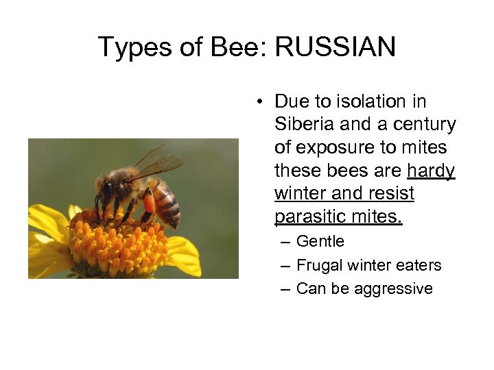 Types of Bee: RUSSIAN • Due to isolation in Siberia and a century of