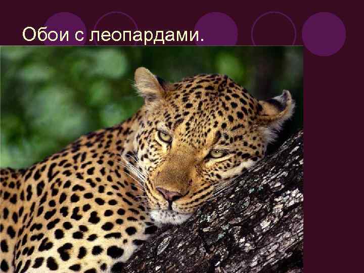 Обои с леопардами. 