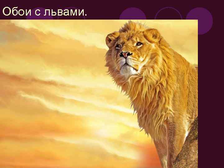 Обои с львами. 