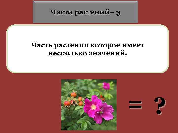 Части растений– 3 Часть растения которое имеет несколько значений. = ? 