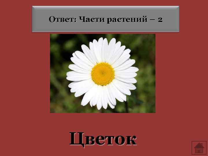 Ответ: Части растений – 2 Цветок 
