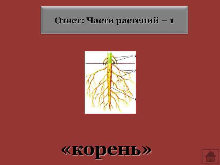 Видимый корень. Презентация по окружающему миру 3 класс. Цветок 1 с корнем. Окружающий мир 3 класс на тему что такое почва как нарисовать. Макет по окружающему миру что получает растение из почвы.