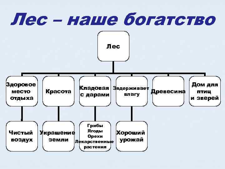 Лес – наше богатство Лес Здоровое место отдыха Чистый воздух Красота Кладовая Задерживает Древесина