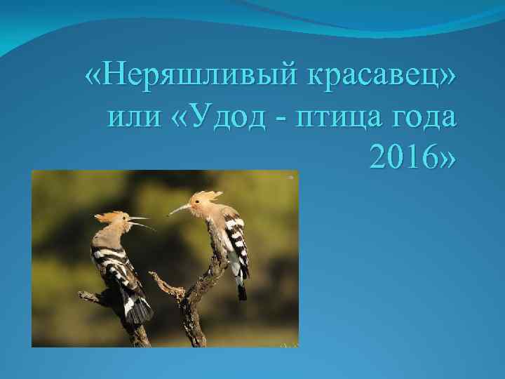  «Неряшливый красавец» или «Удод - птица года 2016» 