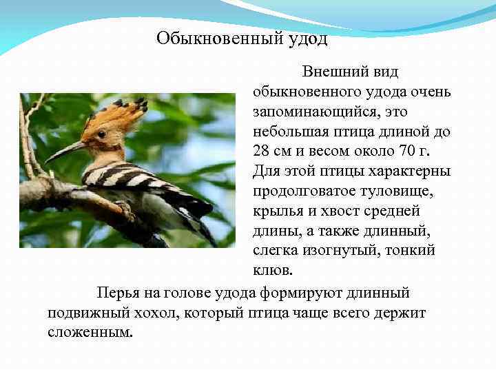 Обыкновенный удод Внешний вид обыкновенного удода очень запоминающийся, это небольшая птица длиной до 28