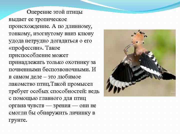 Оперение этой птицы выдает ее тропическое происхождение. А по длинному, тонкому, изогнутому вниз клюву