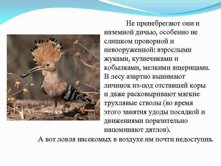 Не пренебрегают они и наземной дичью, особенно не слишком проворной и невооруженной: взрослыми жуками,