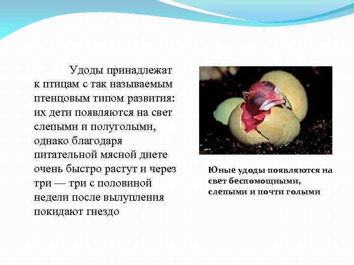 Удоды принадлежат к птицам с так называемым птенцовым типом развития: их дети появляются на