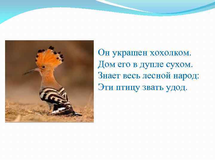 Он украшен хохолком. Дом его в дупле сухом. Знает весь лесной народ: Эти птицу