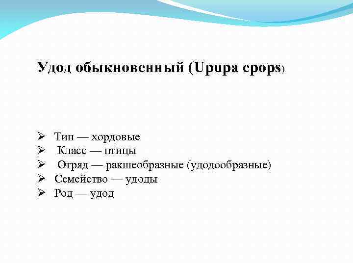 Удод обыкновенный (Upupa epops) Ø Ø Ø Тип — хордовые Класс — птицы Отряд