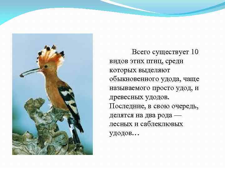 Всего существует 10 видов этих птиц, среди которых выделяют обыкновенного удода, чаще называемого просто