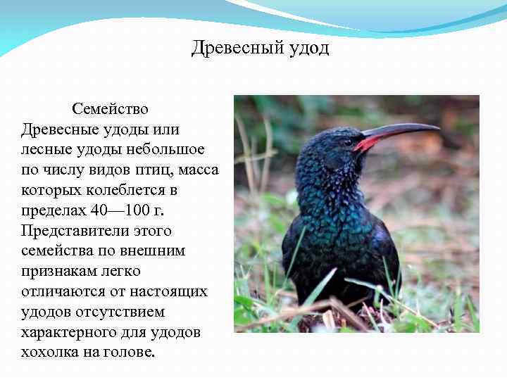 Древесный удод Семейство Древесные удоды или лесные удоды небольшое по числу видов птиц, масса