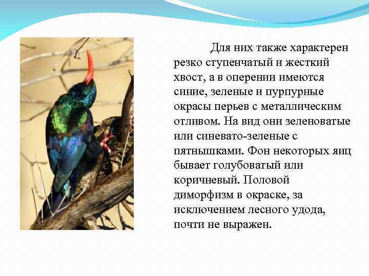 Для них также характерен резко ступенчатый и жесткий хвост, а в оперении имеются синие,