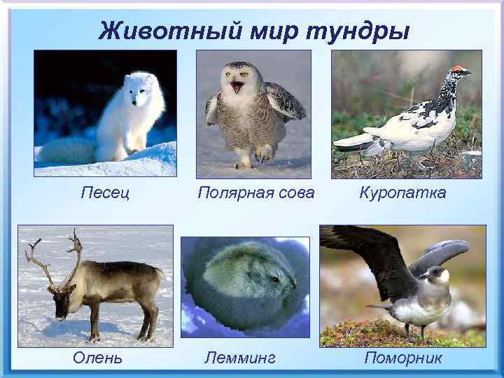 Животный мир тундры Песец Олень Полярная сова Лемминг Куропатка Поморник 