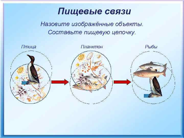 Пищевые связи Назовите изображённые объекты. Составьте пищевую цепочку. Птица Планктон Рыбы 