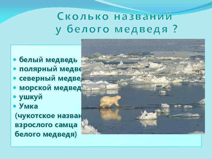 Сколько названий у белого медведя ? белый медведь полярный медведь северный медведь морской медведь