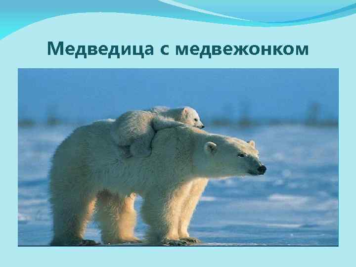 Медведица с медвежонком 