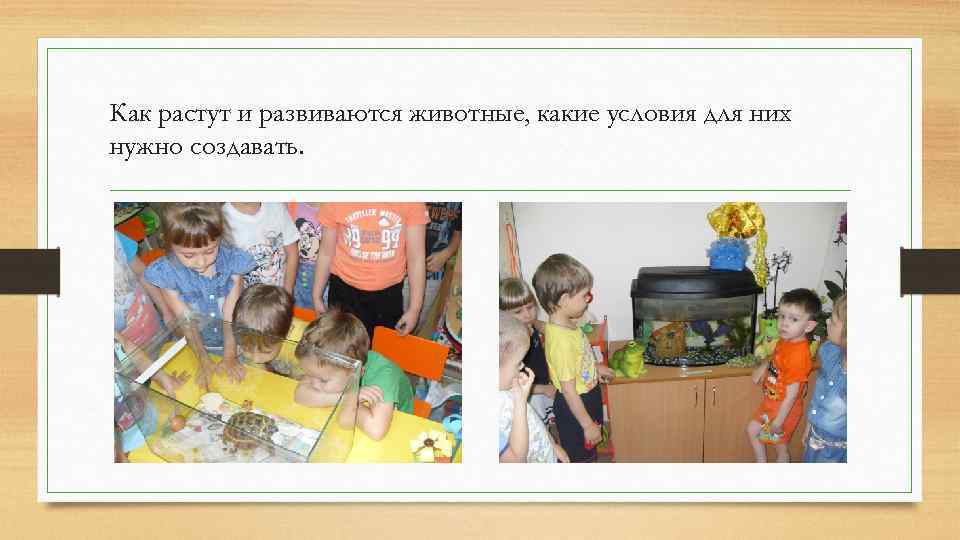 Как растут и развиваются животные, какие условия для них нужно создавать. 