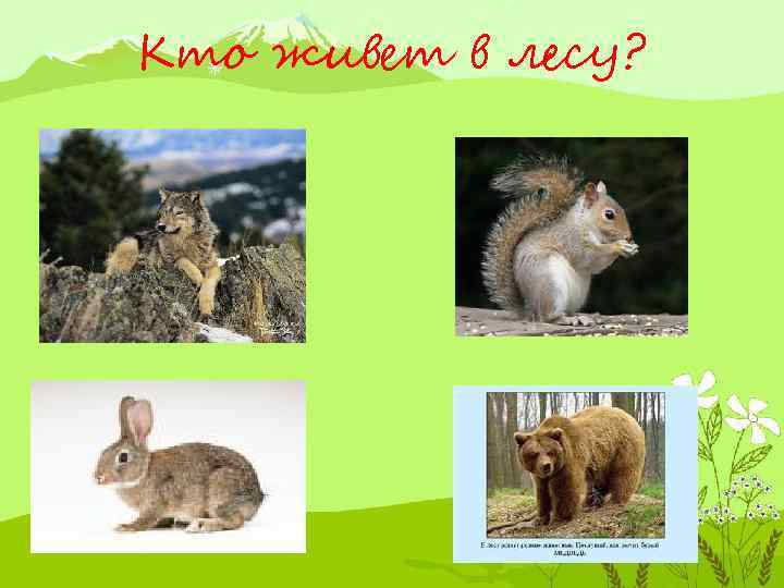 Кто живет в лесу? 