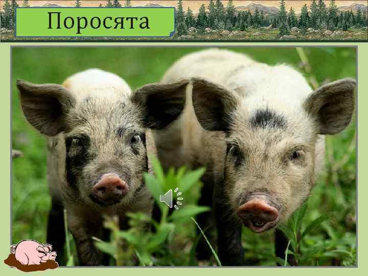 Поросята 