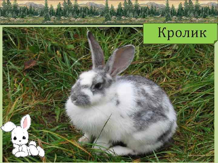 Кролик 