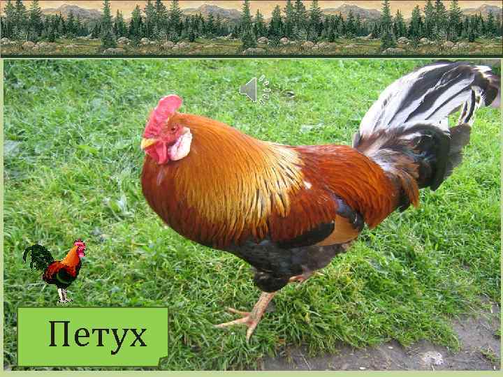 Петух 
