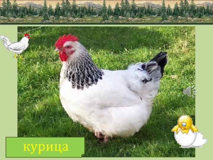 курица 