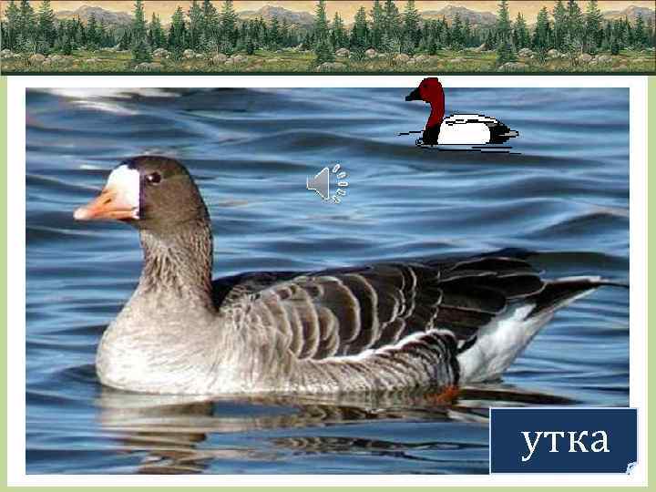 утка 