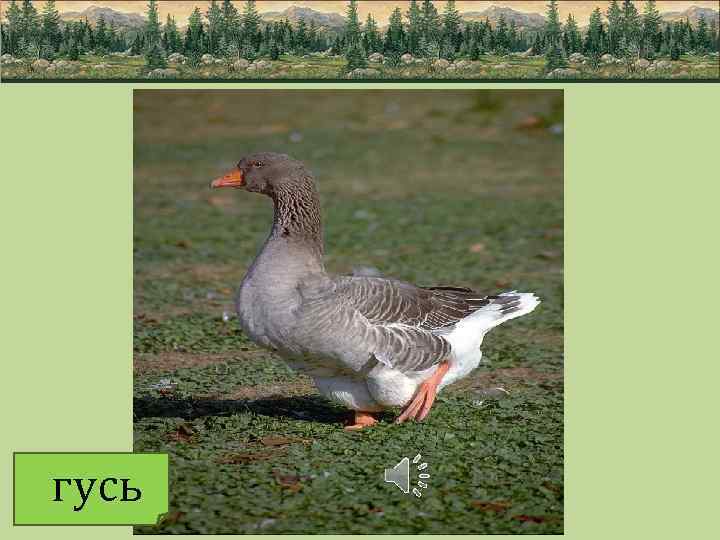 гусь 