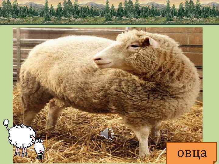овца 