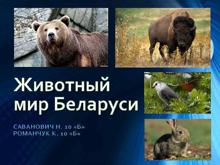 Животный мир Беларуси САВАНОВИЧ Н. 10 «Б» РОМА НЧУК К. 10 «Б» 