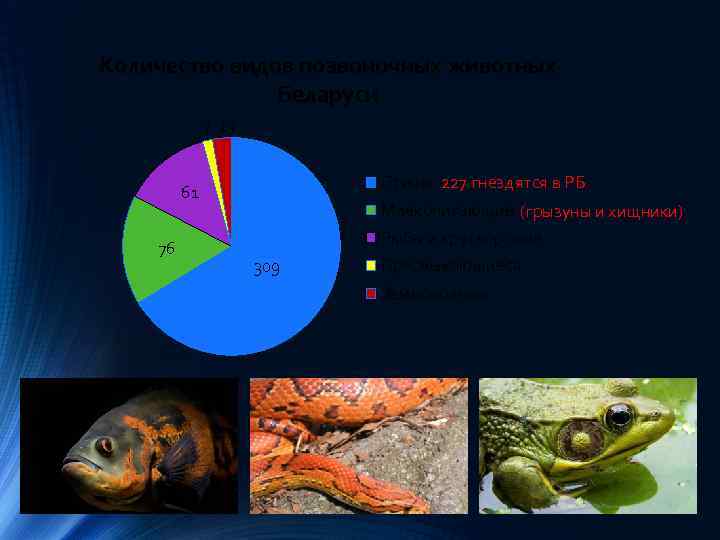 Количество видов позвоночных животных Беларуси 7 13 Птицы 227 гнездятся в РБ 61 76