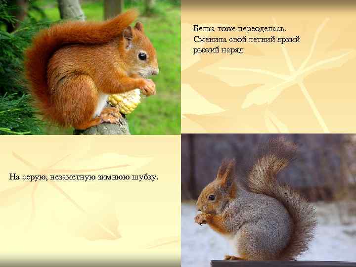 Белка тоже переоделась. Сменила свой летний яркий рыжий наряд На серую, незаметную зимнюю шубку.