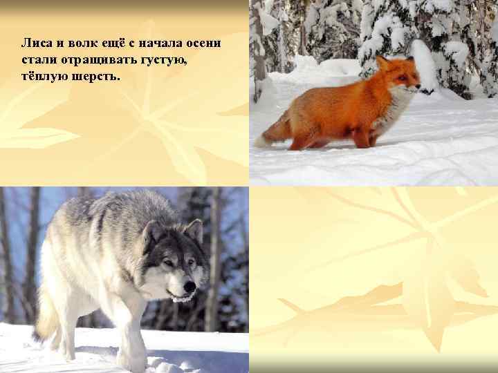 Лиса и волк ещё с начала осени стали отращивать густую, тёплую шерсть. 