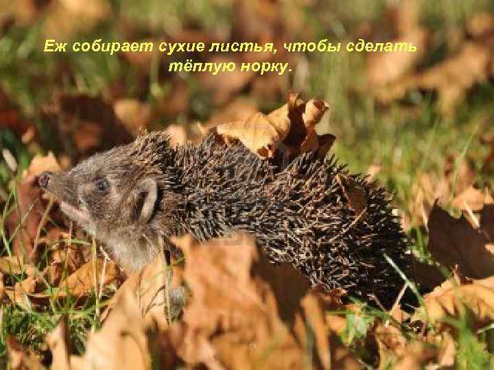 Еж собирает сухие листья, чтобы сделать тёплую норку. 
