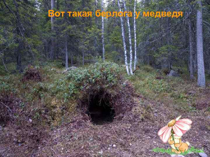 Вот такая берлога у медведя 