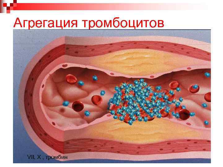 Агрегация тромбоцитов VII, X , тромбин 