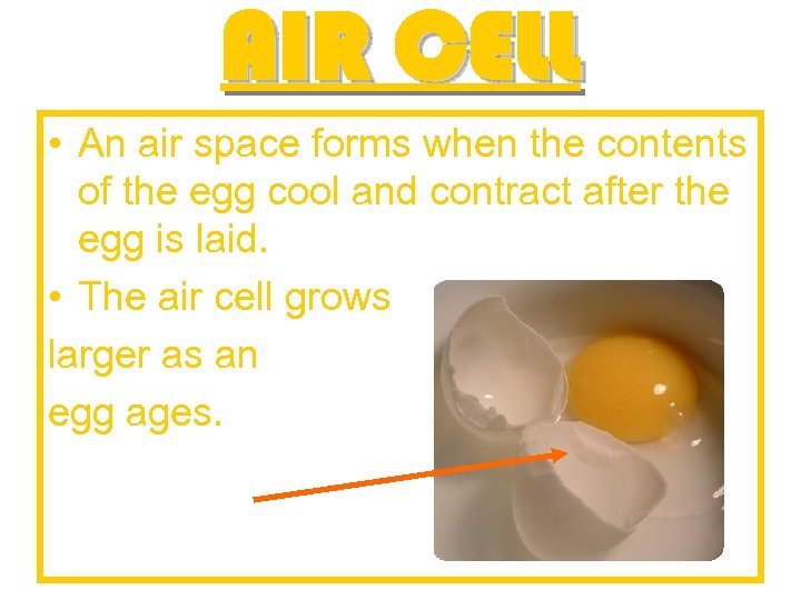 AIR CELL • An air space forms when the contents of the egg cool