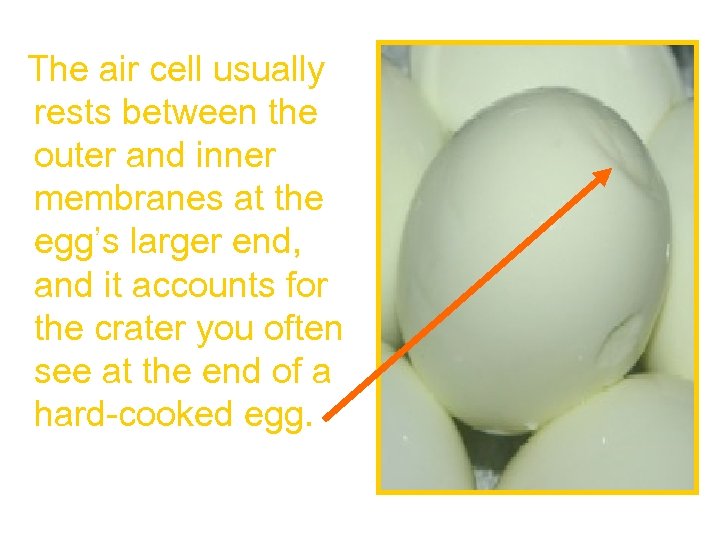  The air cell usually rests between the outer and inner membranes at the