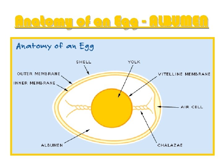 Anatomy of an Egg - ALBUMEN 