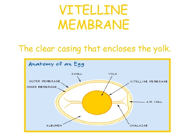 VITELLINE MEMBRANE The clear casing that encloses the yolk. 