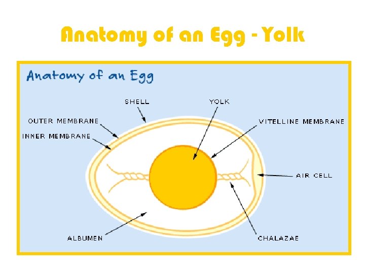 Anatomy of an Egg - Yolk 