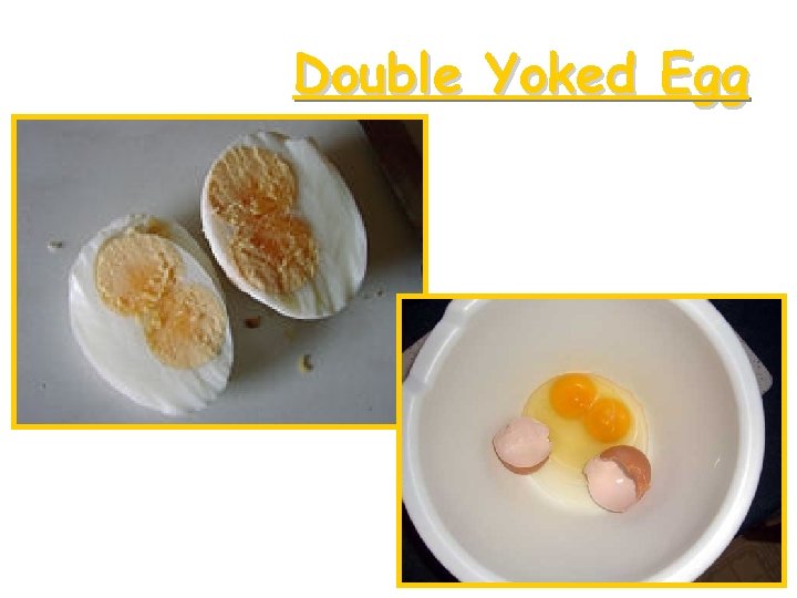 Double Yoked Egg 
