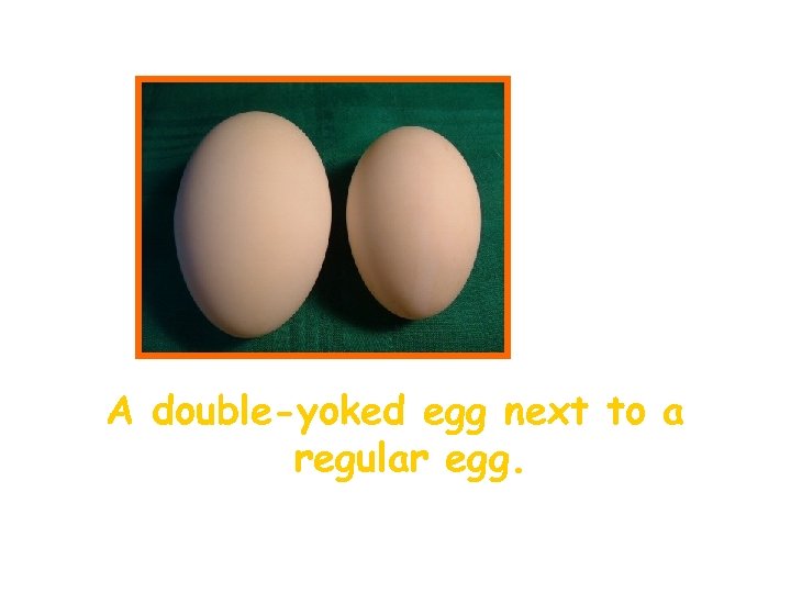 A double-yoked egg next to a regular egg. 