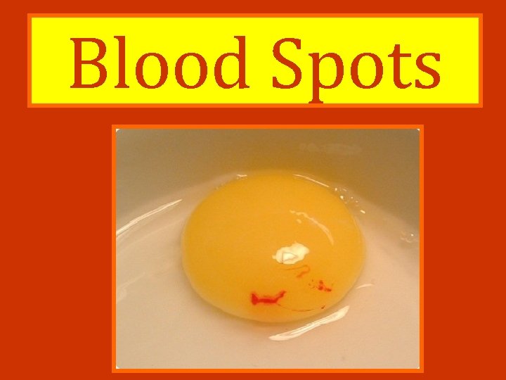 Blood Spots 