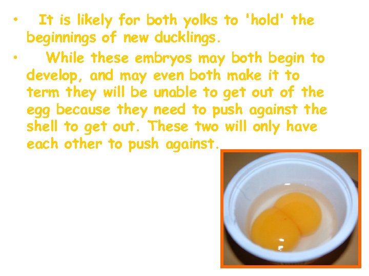 It is likely for both yolks to 'hold' the beginnings of new ducklings. •