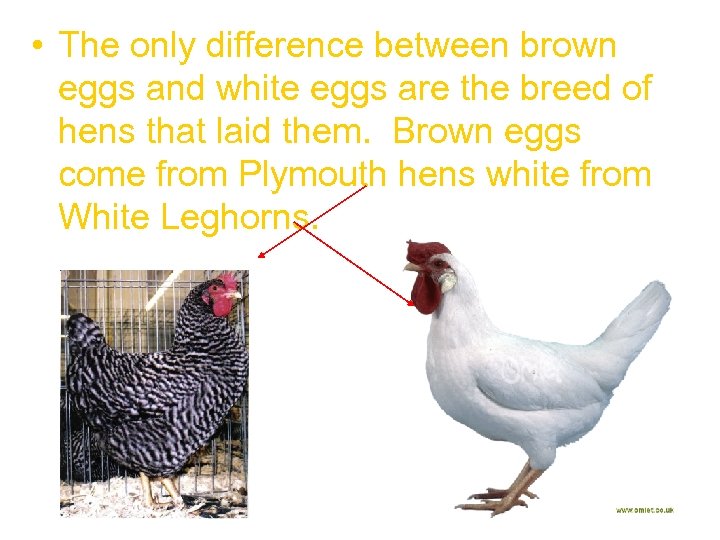  • The only difference between brown eggs and white eggs are the breed