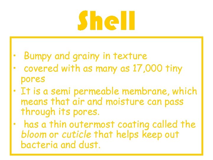 Shell • Bumpy and grainy in texture • covered with as many as 17,