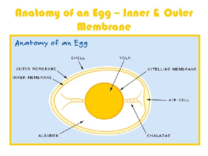Anatomy of an Egg – Inner & Outer Membrane 