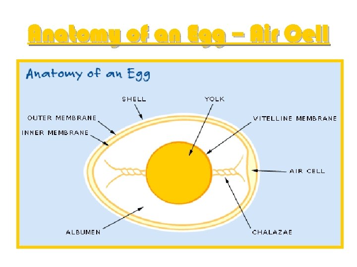 Anatomy of an Egg – Air Cell 